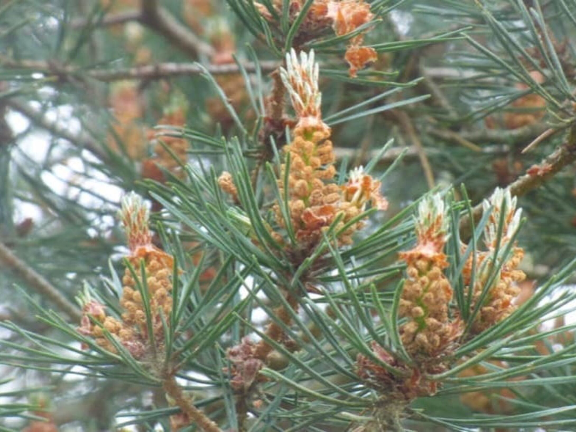 scots-pine-needles-box-r1-9f135f14789f8d459a34ecc5c923404f