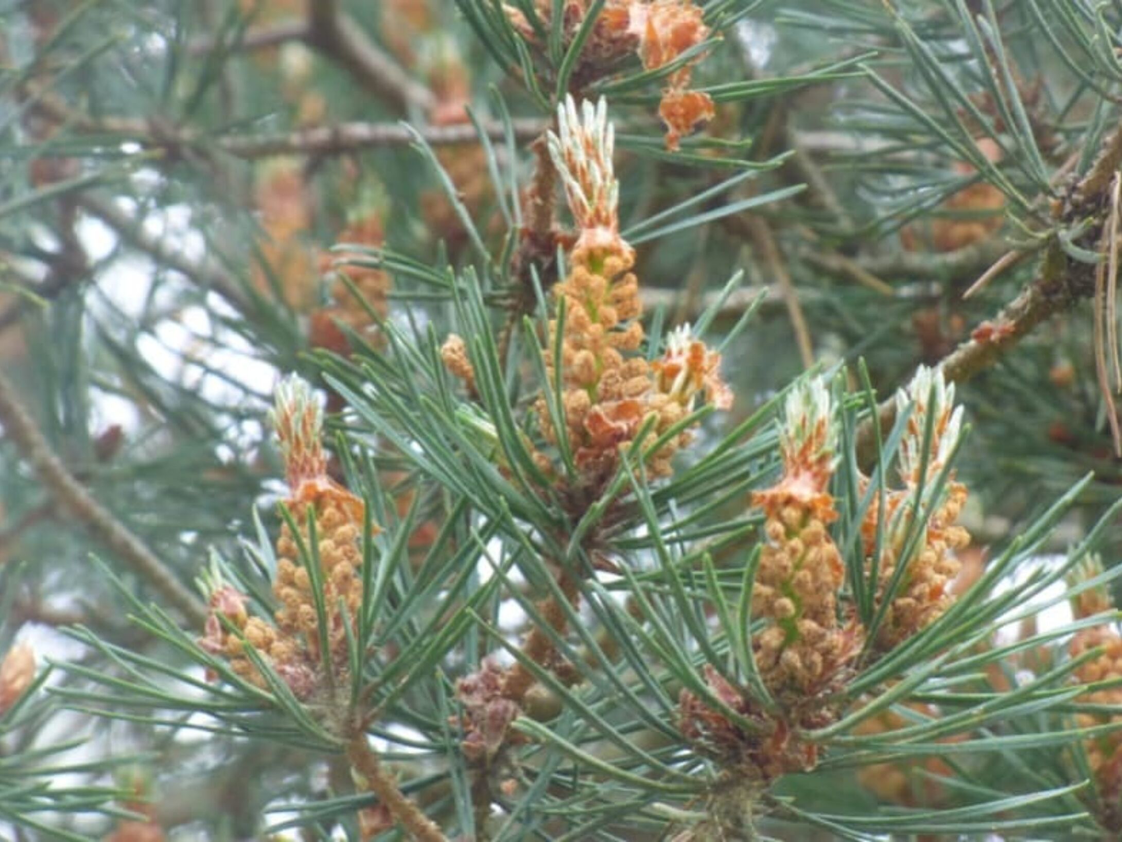 scots-pine-needles-r1-1d1b270be9f6661e724cc26b8261afc1