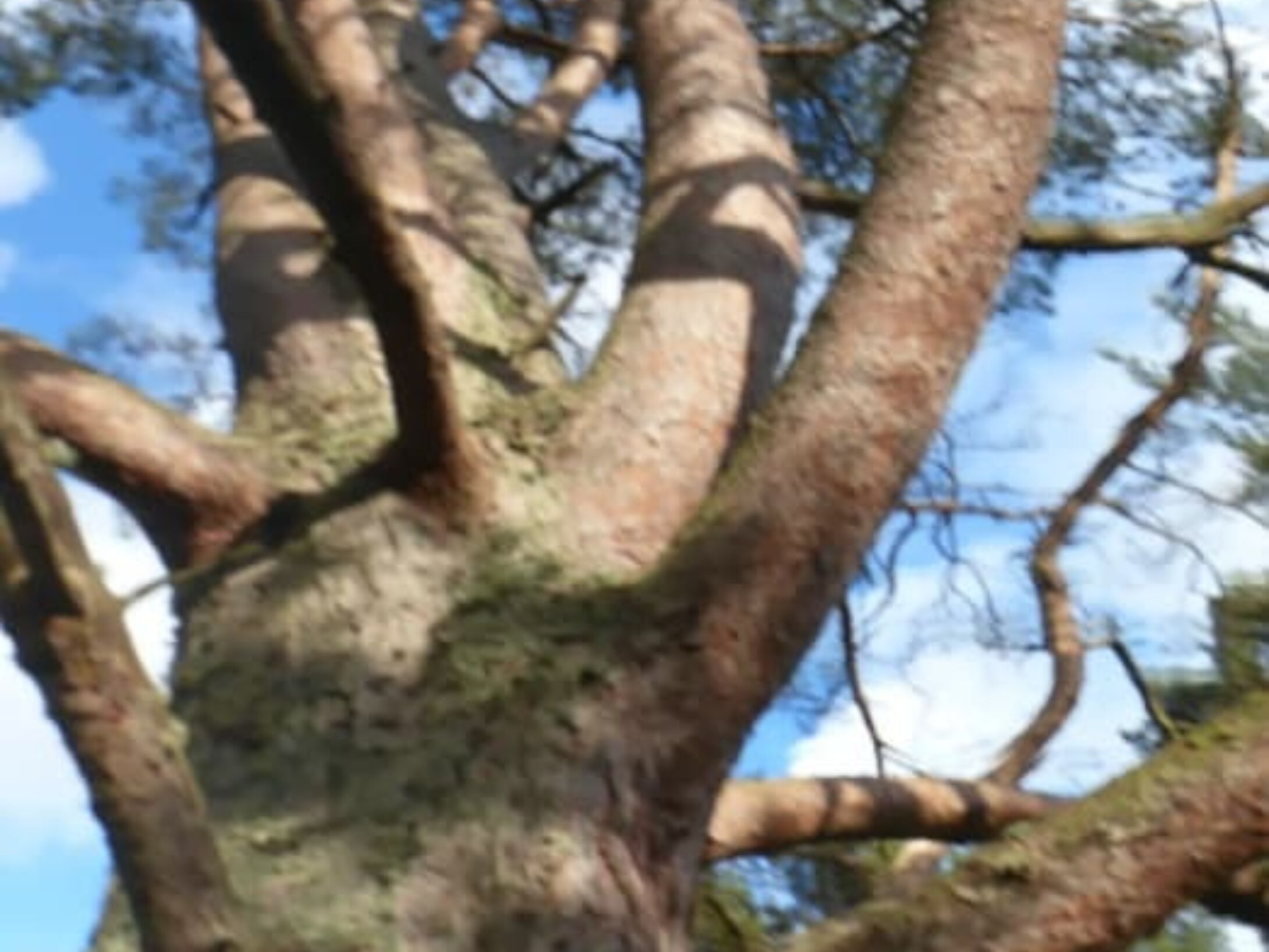 scots-pine-r1-c9476362ff8d4760e7275904b72457bb
