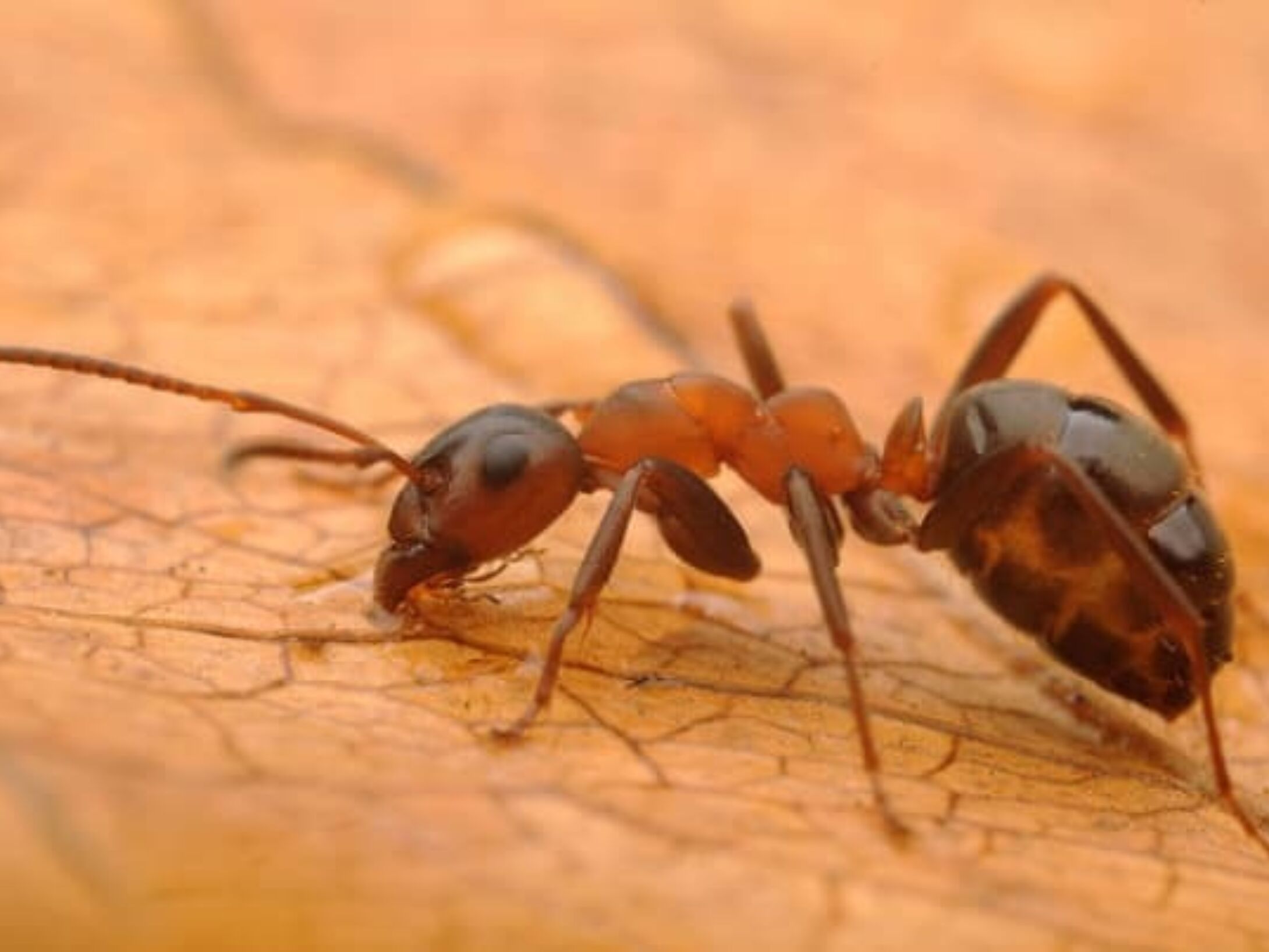 slave-making-ant-r1-92e179b623f789a91c427c1483d2a0ac