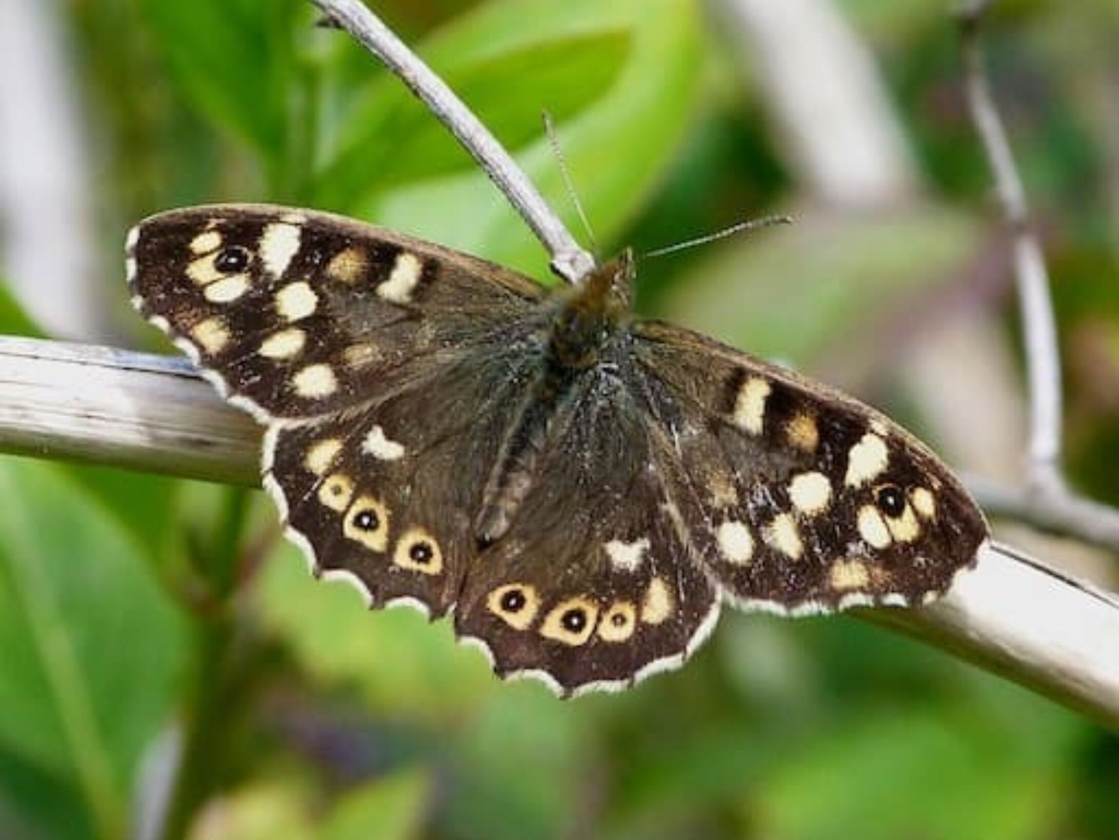 speckled-wood-butterfly-aside-r1-9dd1667e287d8678ac833f3eb44e90c7