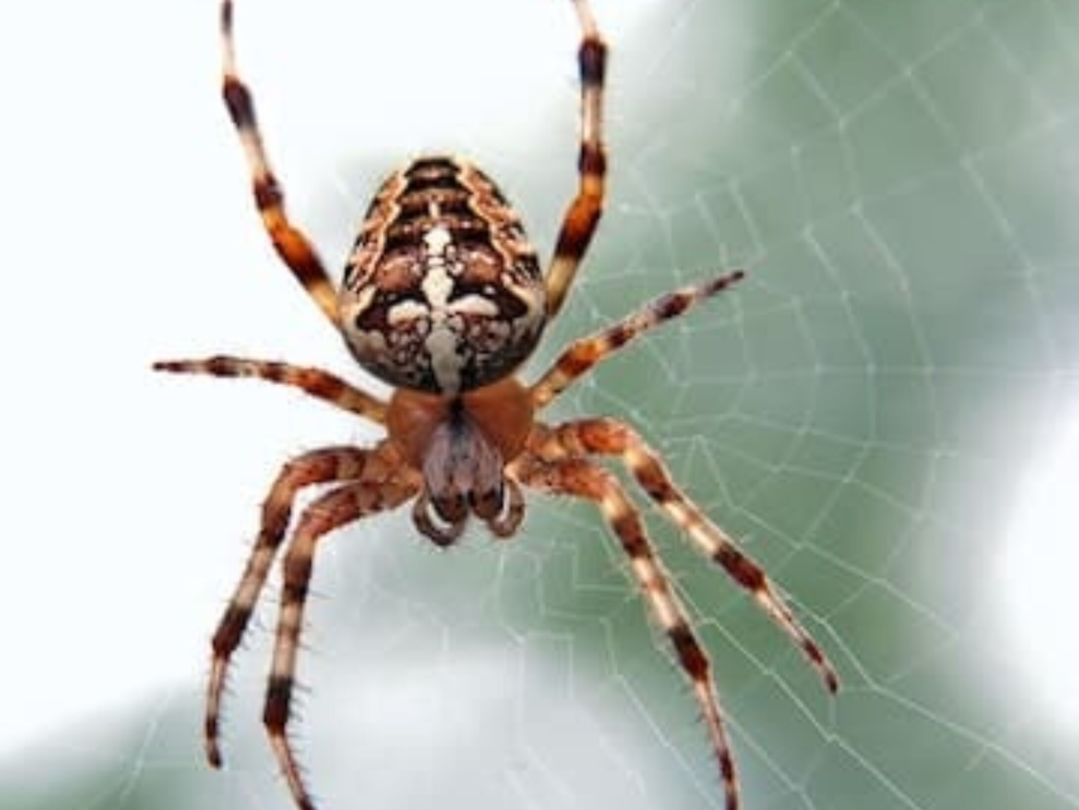 spider-in-web-icon-r1-a354924d33a88e438ad2bbed301df6b1