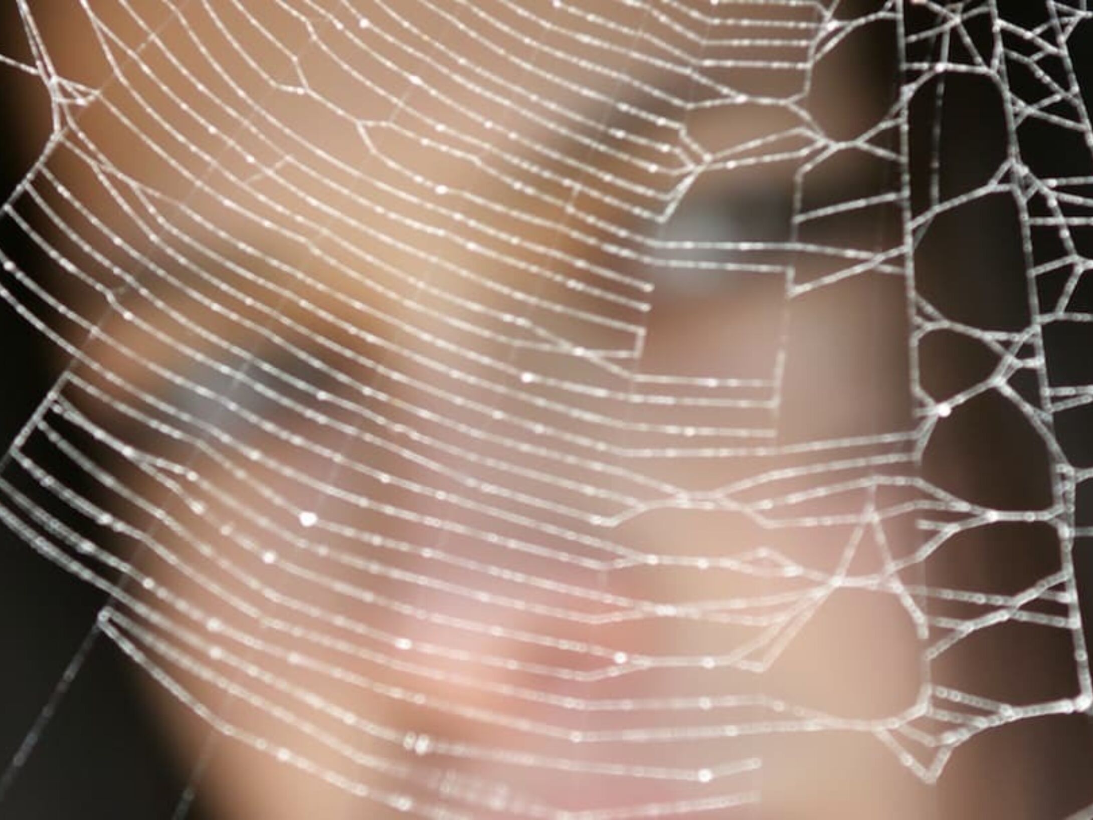 spiders-at-home-r1-715397f0fb4b02a11ee13193d8f6e226