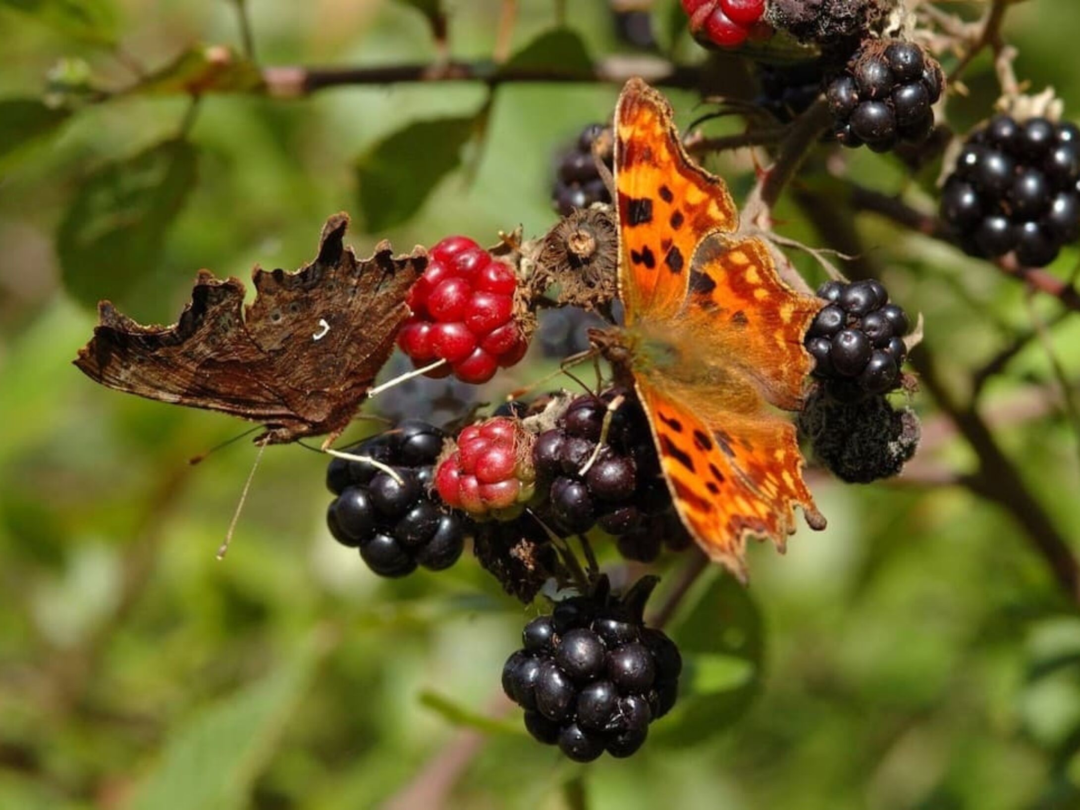 spring-butterfly-1-r1