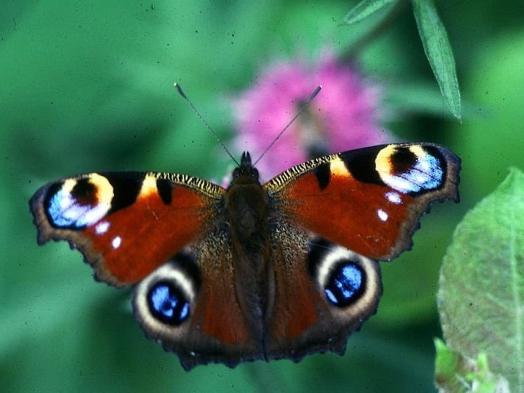 spring-butterfly-2-r1