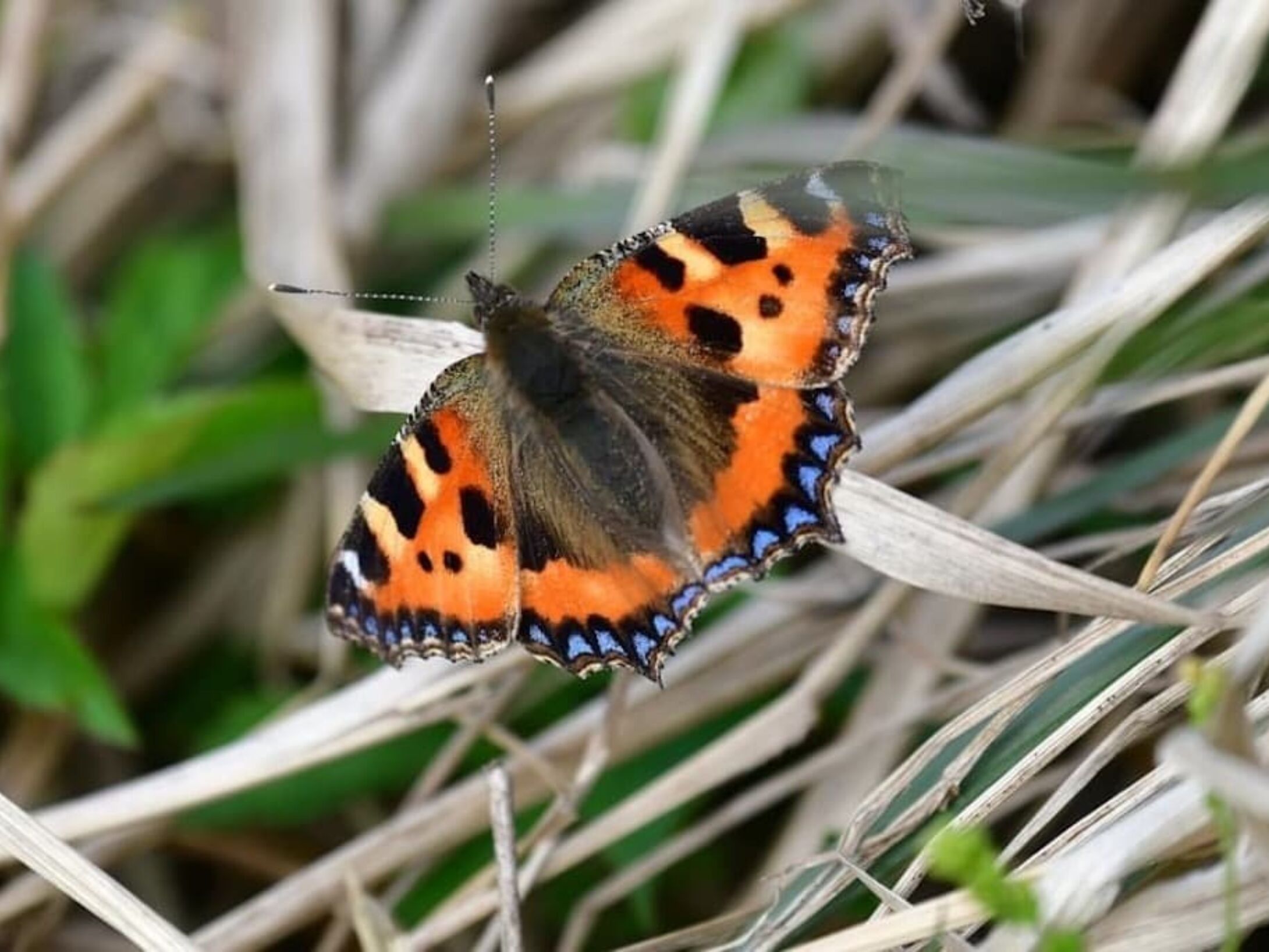 spring-butterfly-3-r1