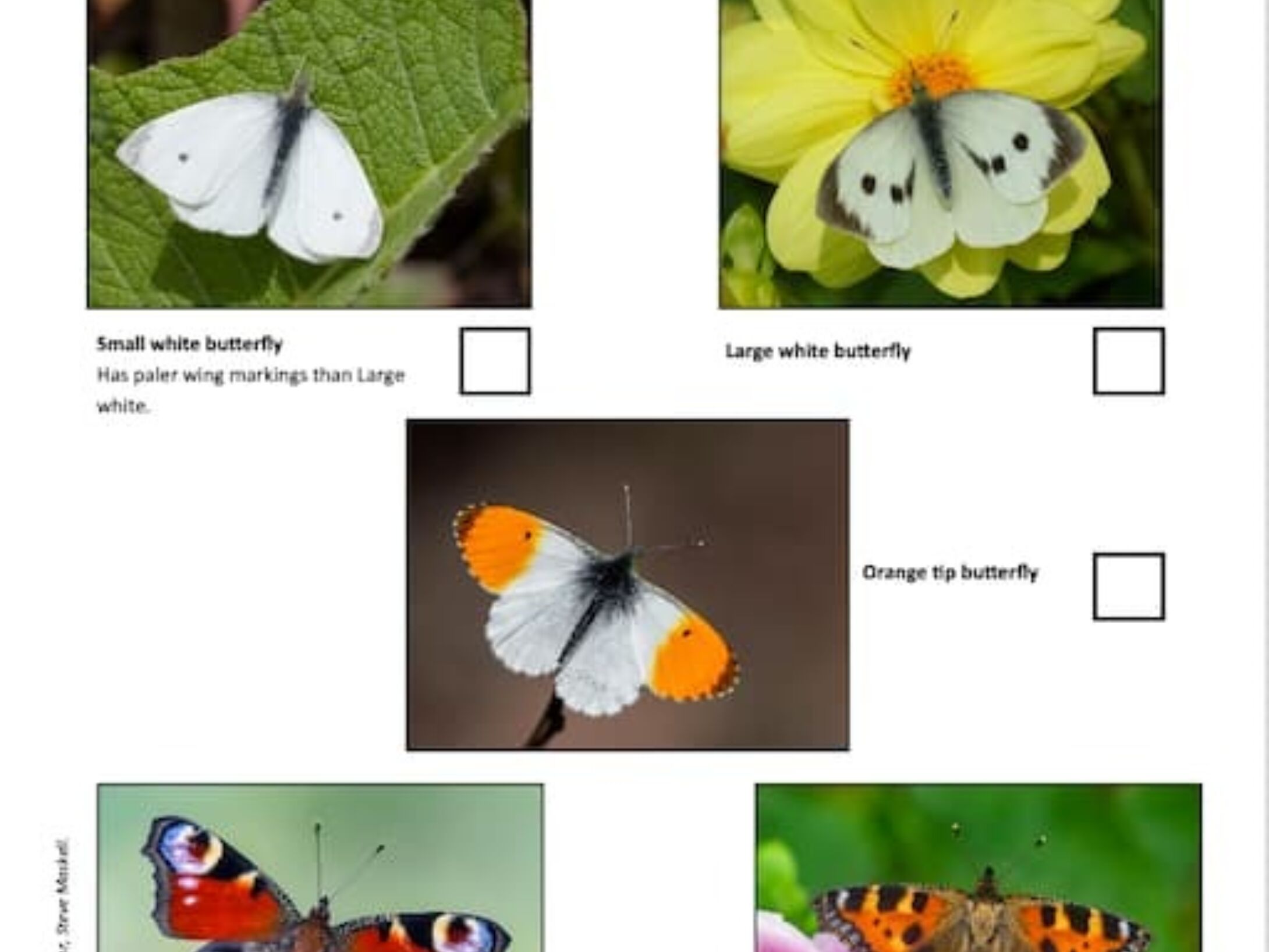 spring-butterfly-spotter-sheet-44285d74c1726a5b6f37ce3987585ea9