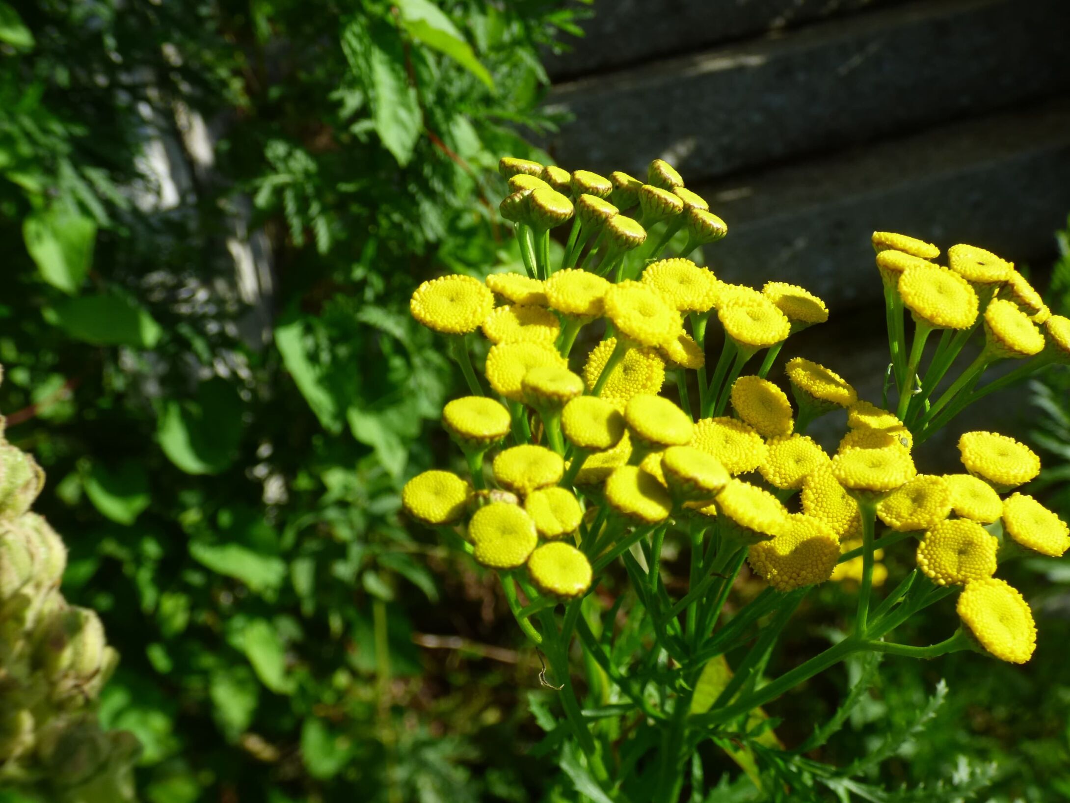tansy-r1