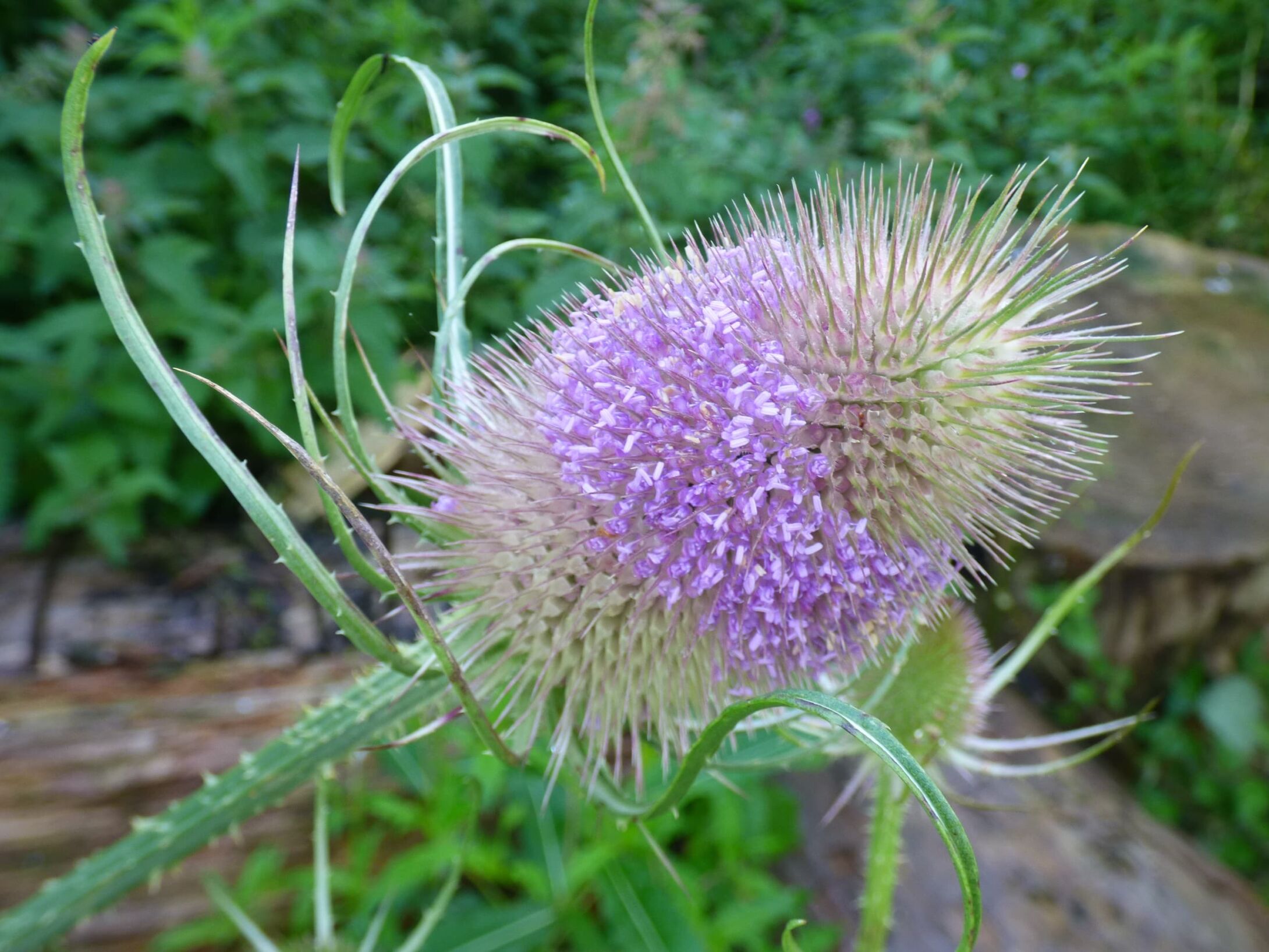 teasel-r1
