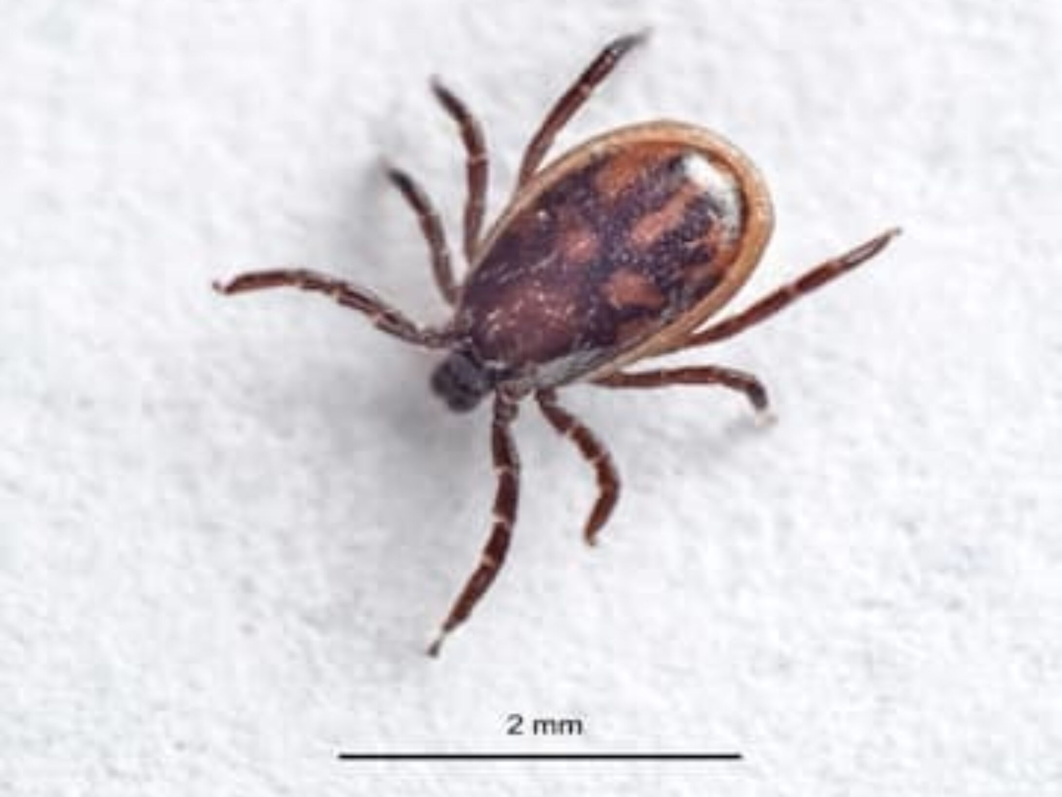tick-icon-r1-06637cfd96c88b412b16d3d9d609d955