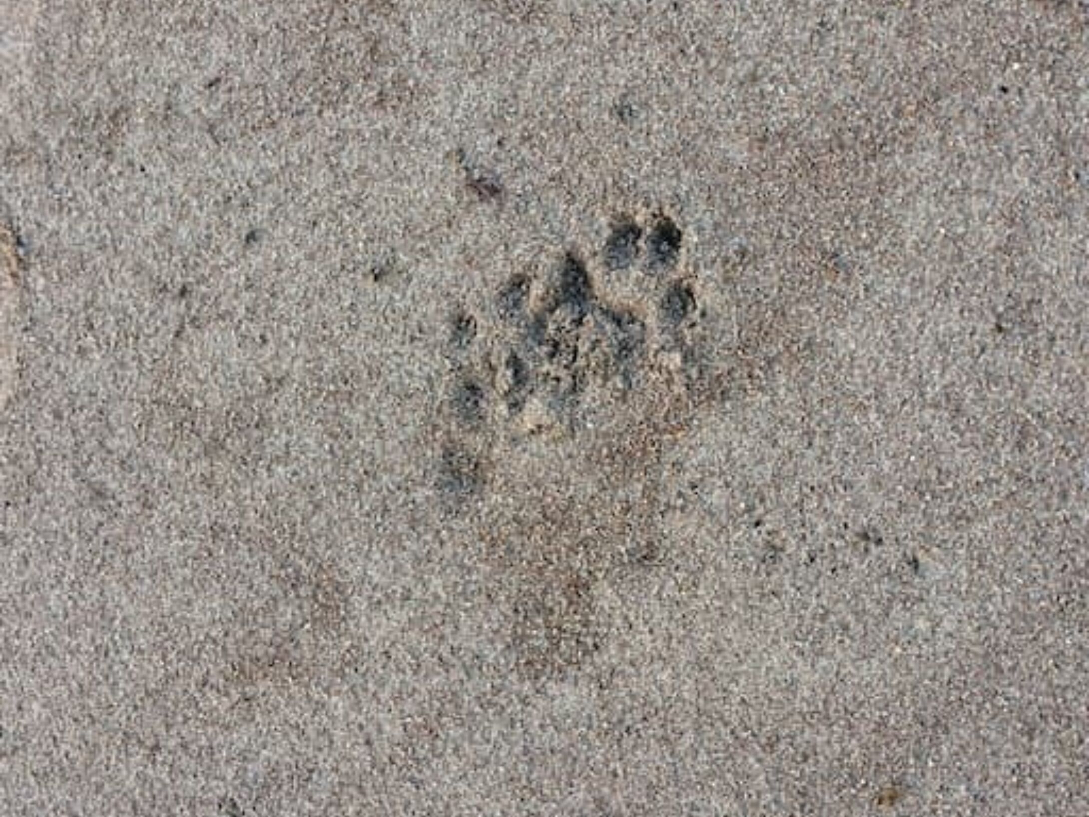 tracking-quiz-4-2-large-5c66bd38d06f93213db22a29b6076599