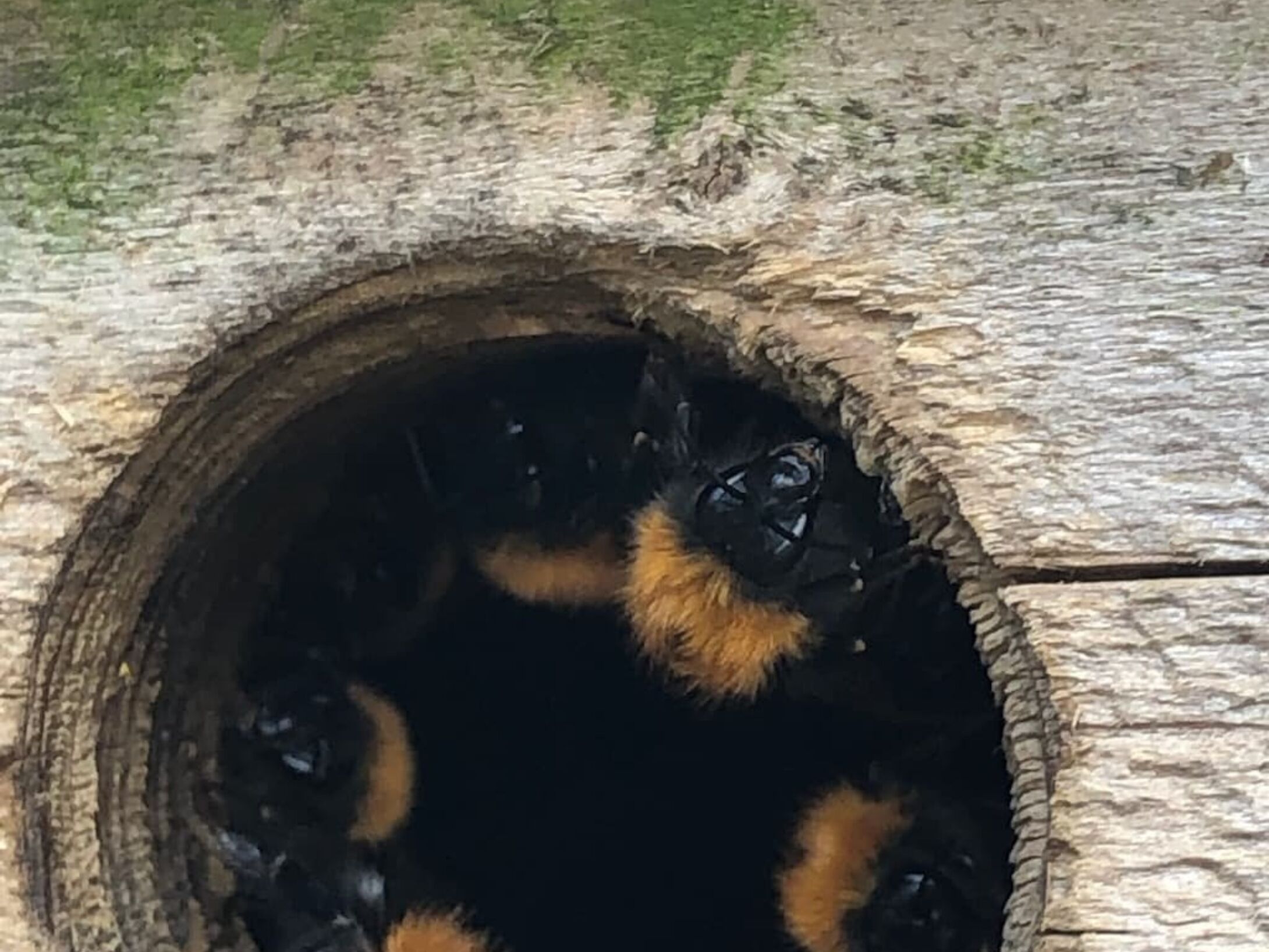 tree-bee-netsing-r1