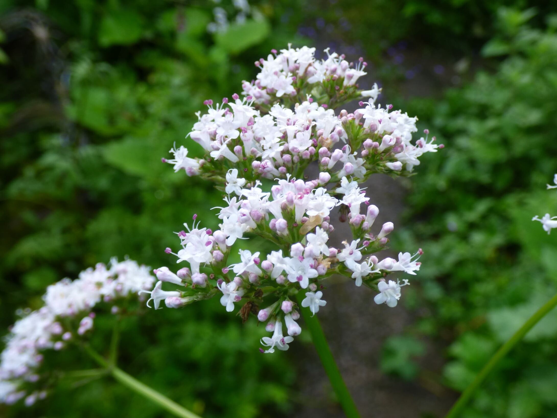 valerian-r1