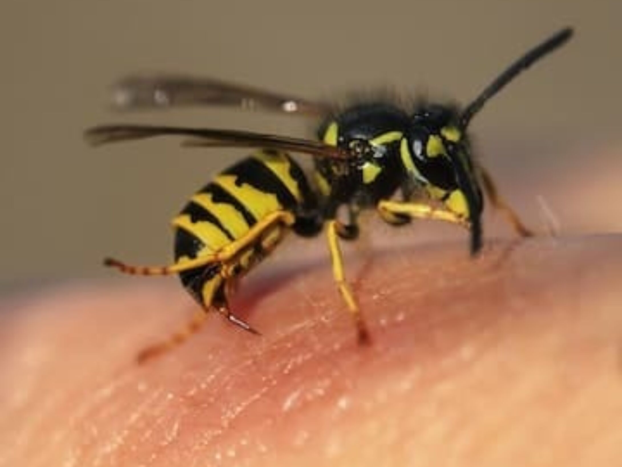 wasp-icon-r1-eef7ae34e012f6a47a8627713db11b26