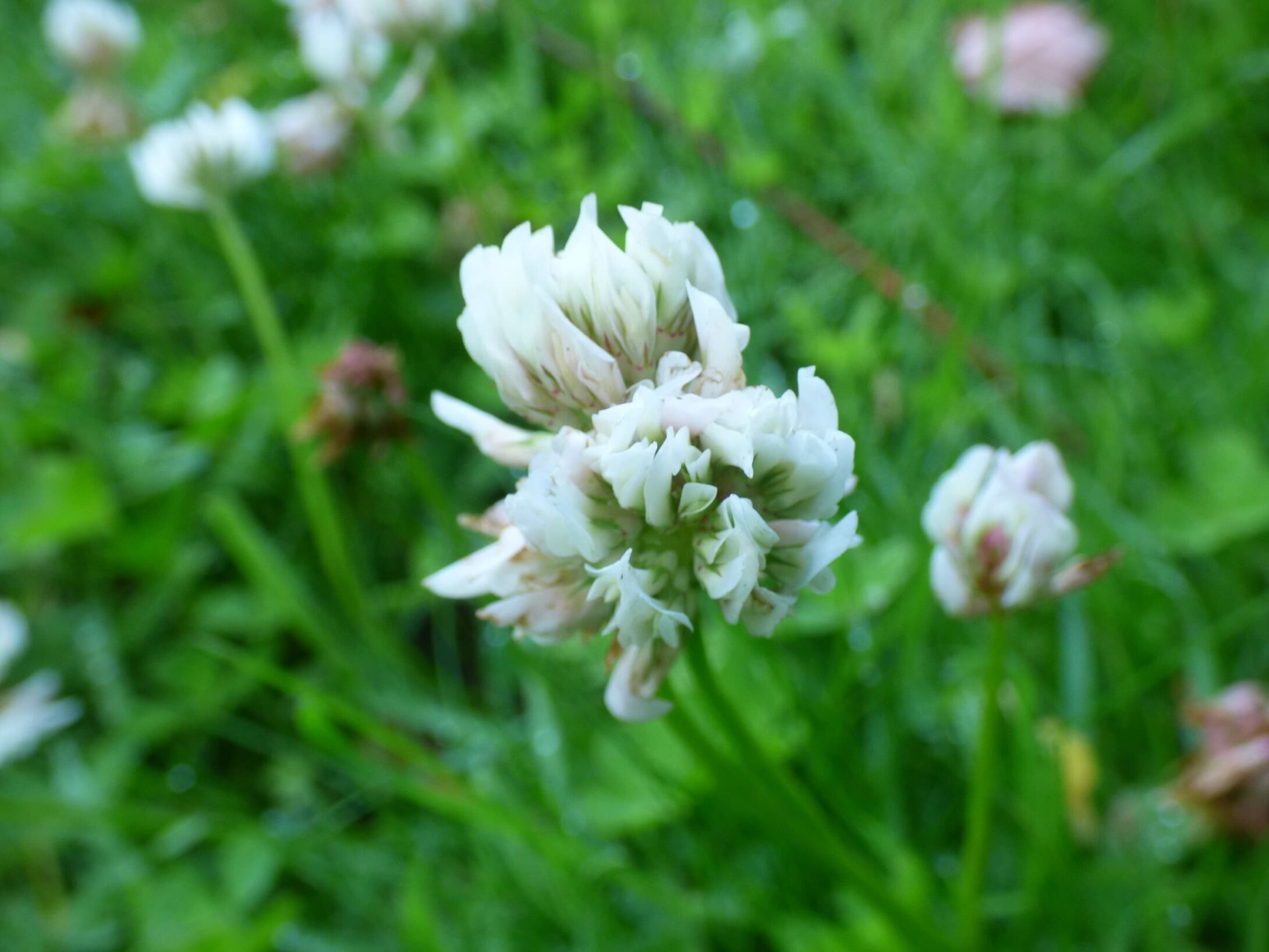 white-clover-r1