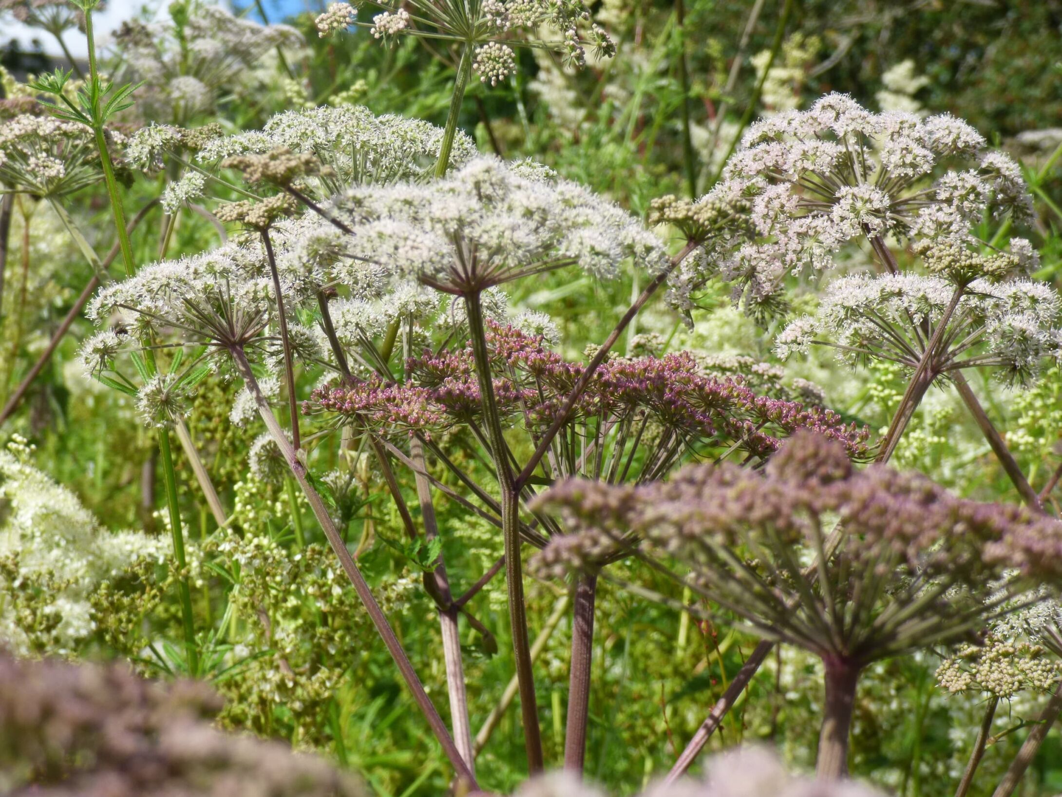 wild-angelica-r1