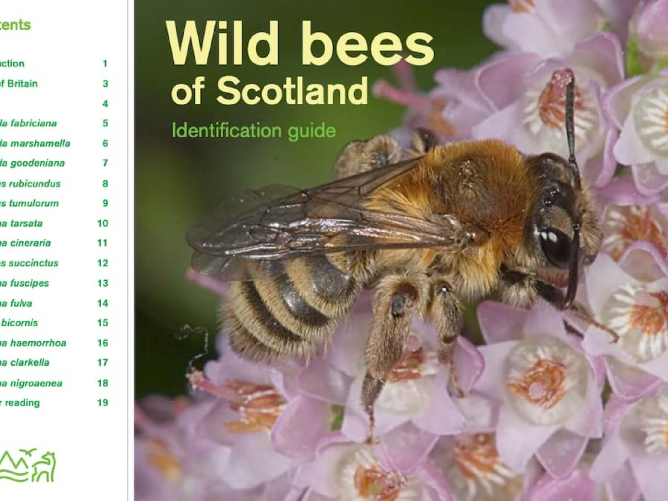 wild-bees-in-scotland-r1-9bff21028ebfe6d2a9d06723d6b1dcb2
