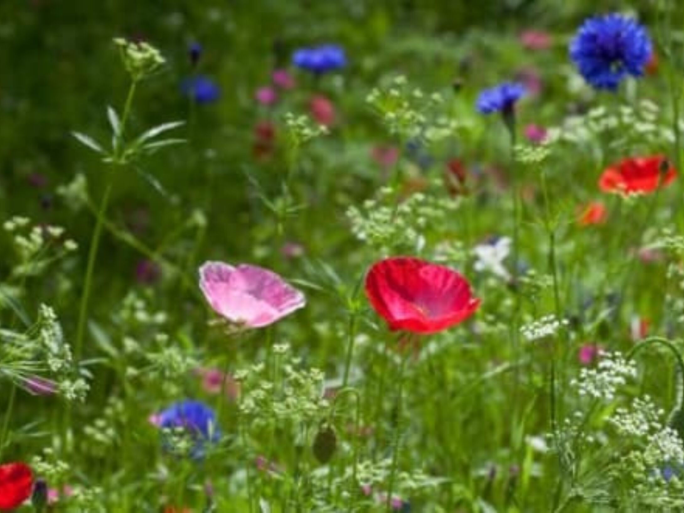 wildflowers-growwilduk-r1-baf4a8bb54f8d109b2f4740e5a53bedb