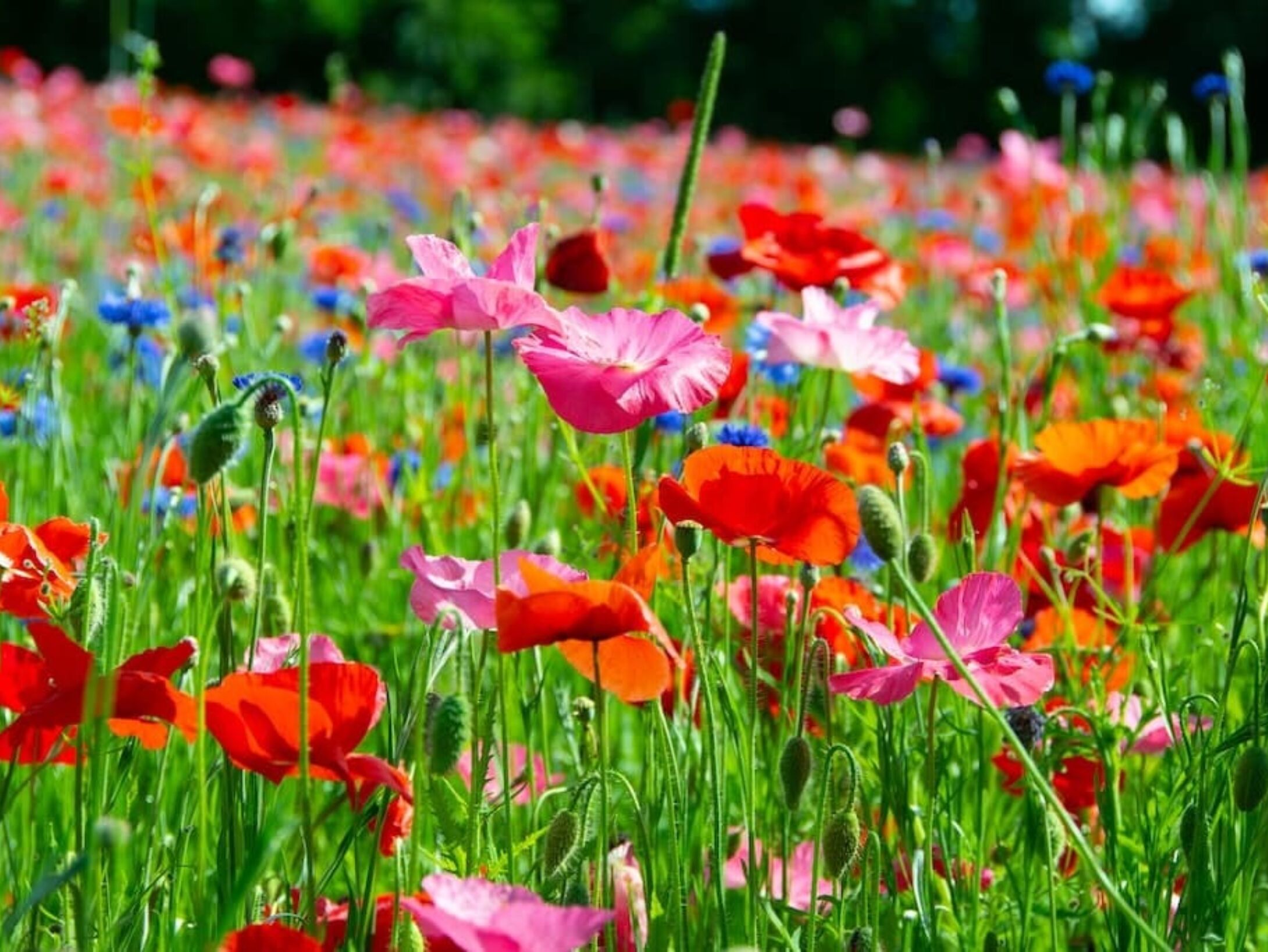 wildflowers-r1