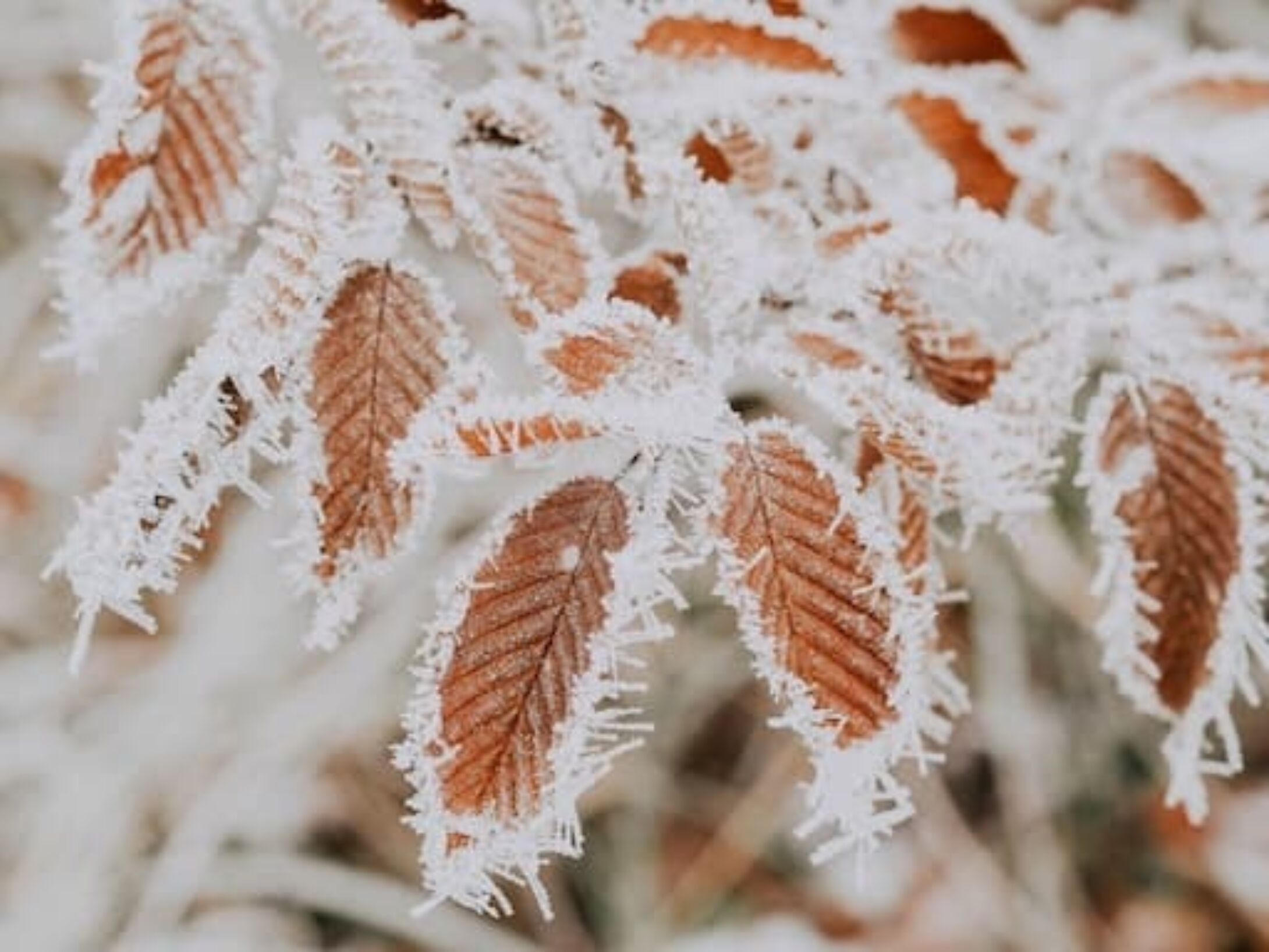 winter-interesting-facts-1-r1-366c1ae974413d58f331b2e10fa68f8e