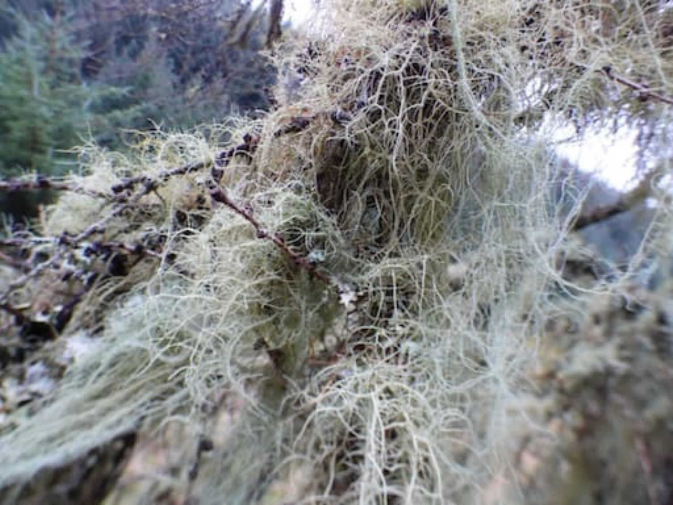 winter-lichens-aside-r1-b1d4c81763e66025943aef98fff1c478