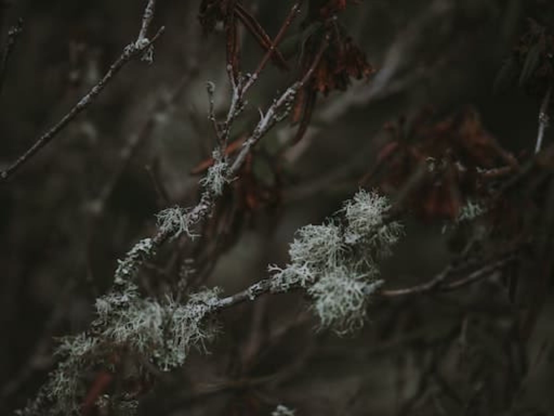 winter-lichens-ext-r1-315e7c708211400eab67789bb0d6f9bd