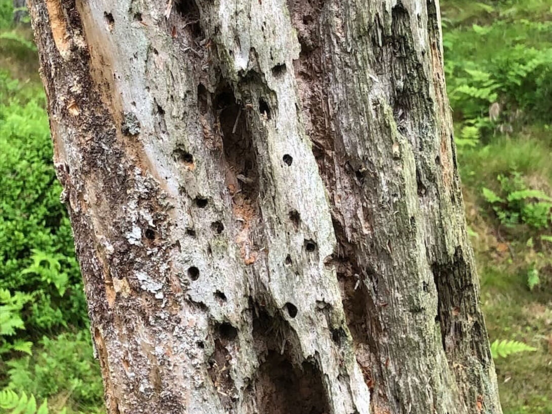 woodpecker-holes-1-r1-141e038e593bcdf6397251285fdceb47