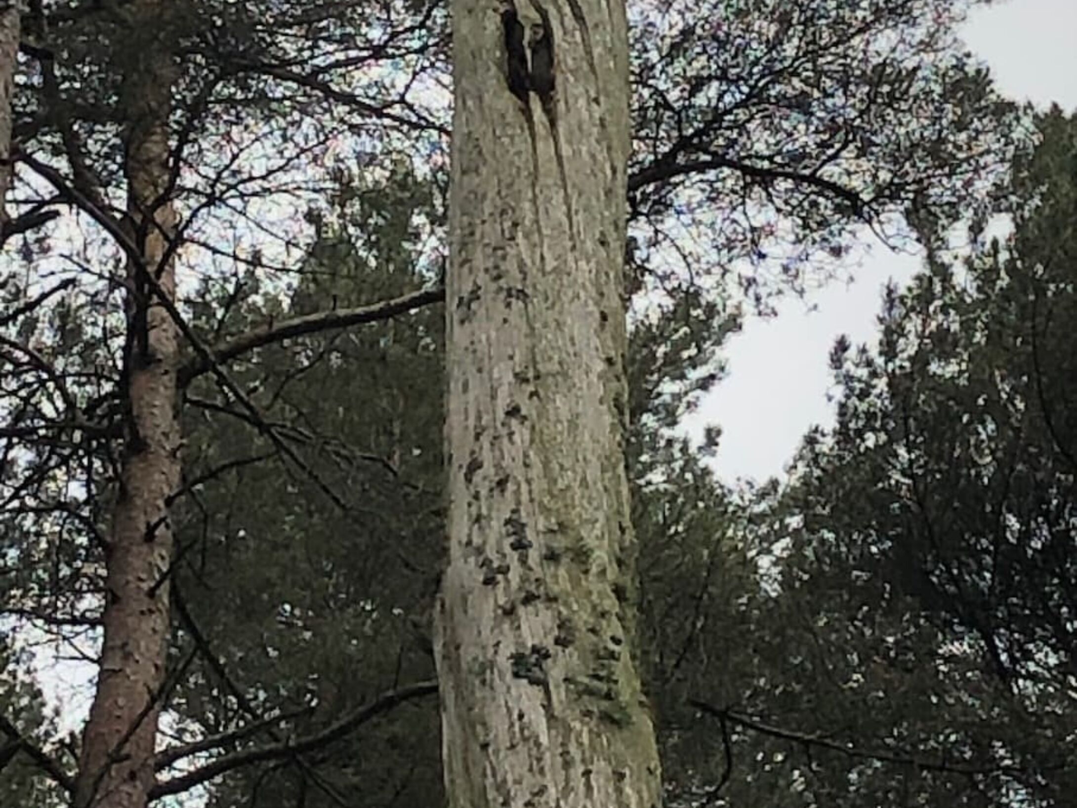 woodpecker-holes-2-r1-f37362ba523458c414e963e9b0d96dbb