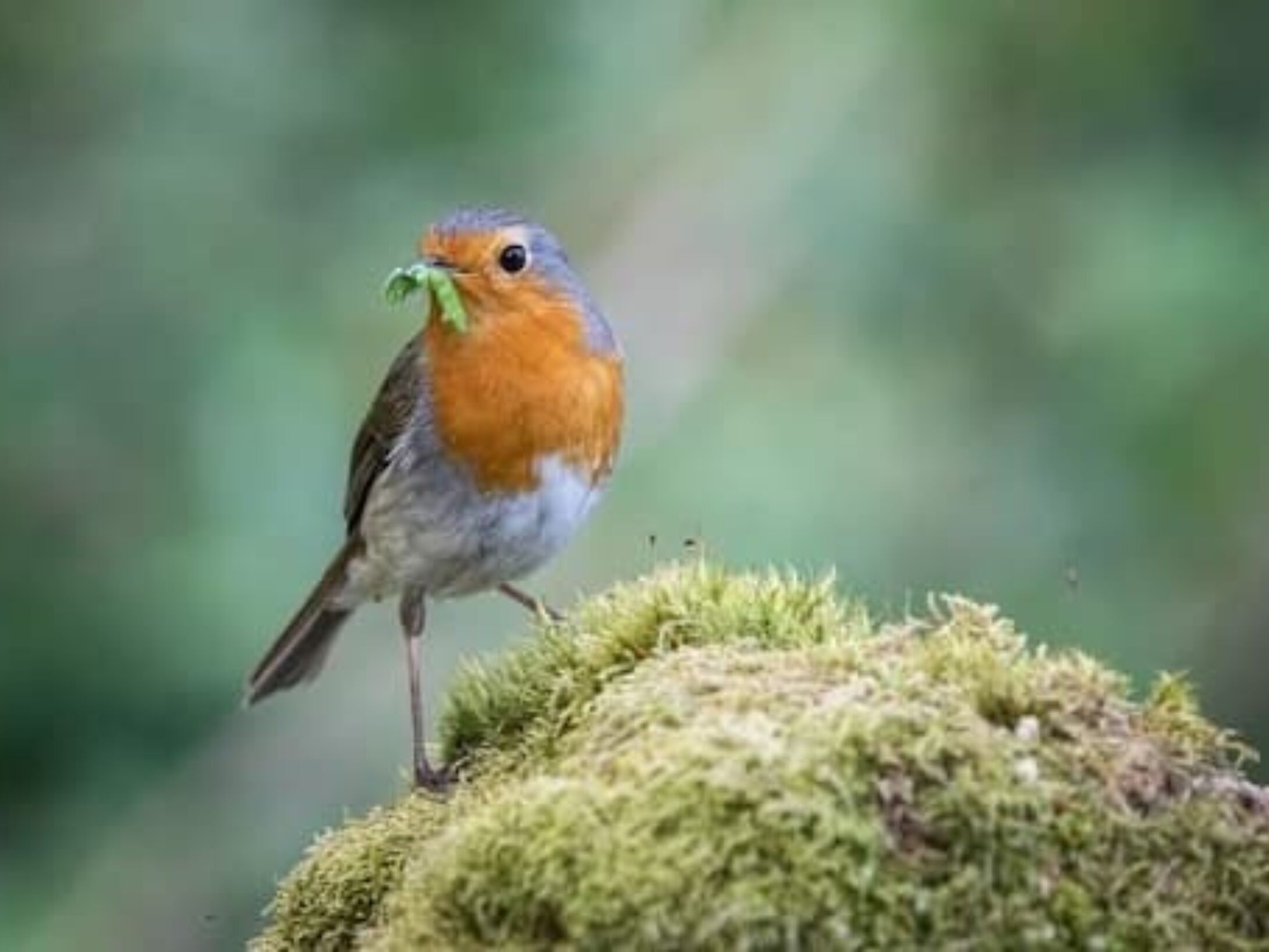 x1-robin-with-caterpillar-r1-7d05e50f94be6cdac6e7f4114df73766