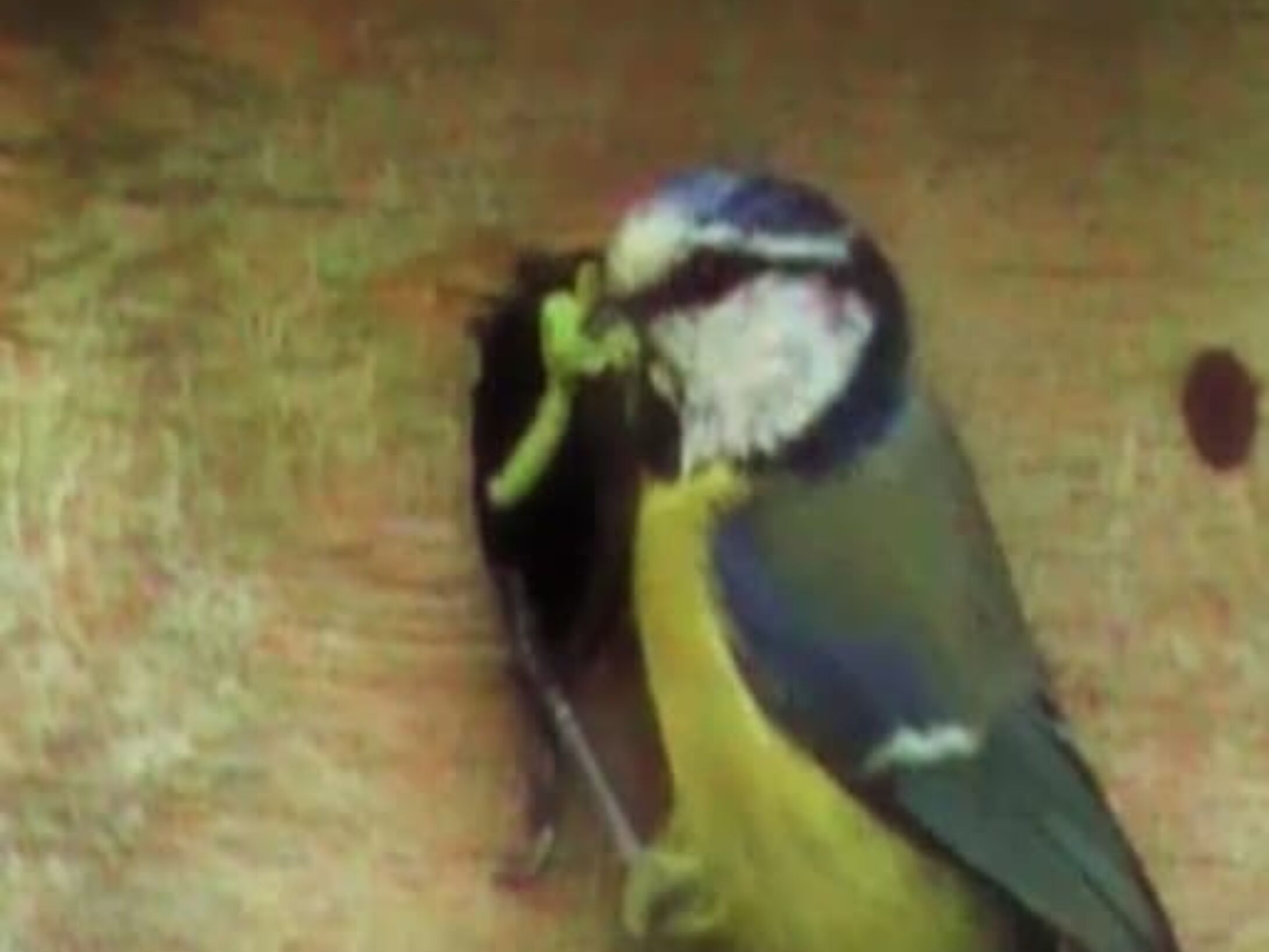 x2-blue-tit-with-caterpillars-r1-dfbfb78f532ac08c036fd46354c725ae