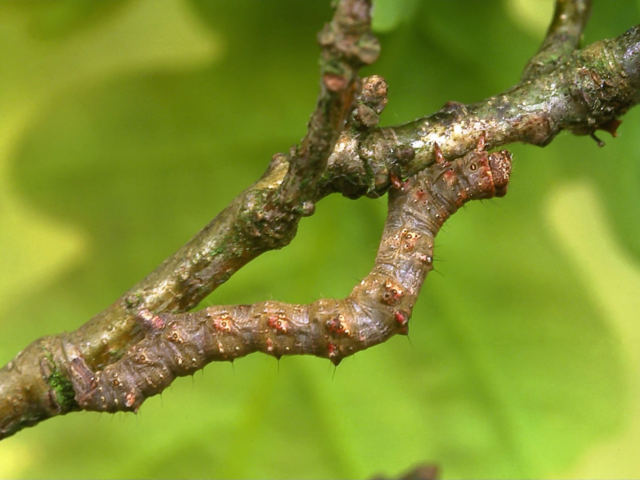 x3-larva-pale-brindled-beauty-large-r1