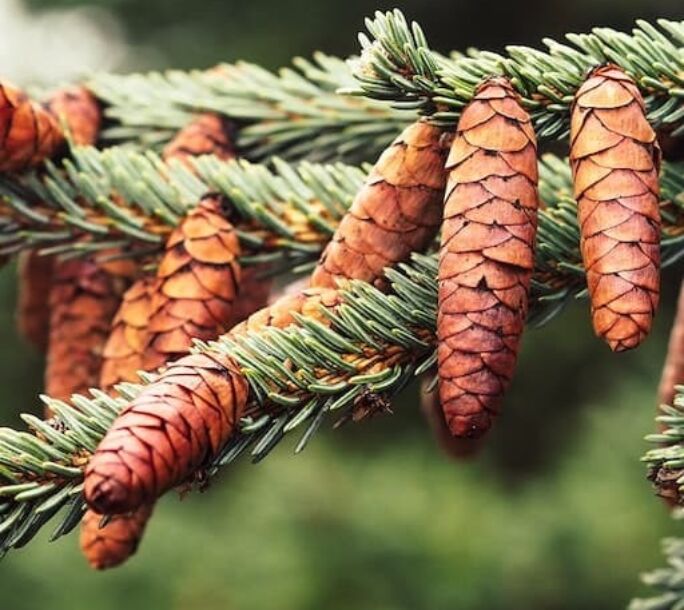 autum-cones-r1-c82b89ff3fa8f83df082c3a00d4e9f0c