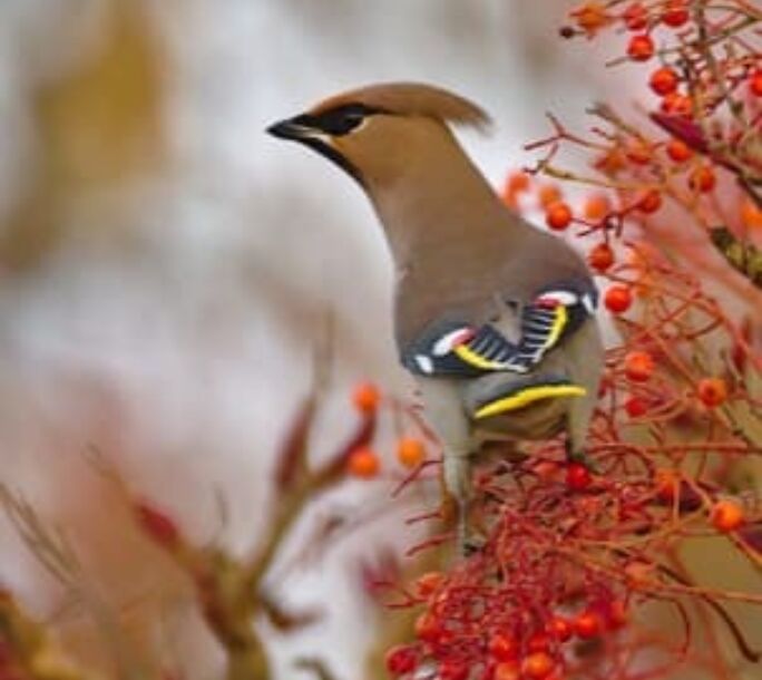 autumn-berries-1-r1-ec5d9bd0979bbd525f9f6c4854e2002e