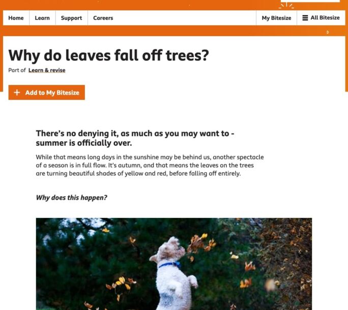 autumn-leaves-bitsize-r1-d2e83b56cfad6b07778039b044e1c94a