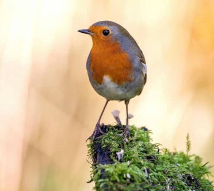 autumn-robin-r1-f30e2244bf923cd9903943be62acb425