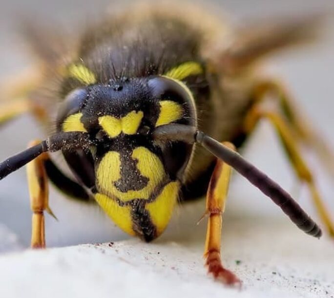 autumn-wasp-face-r1-21351415f4e280d2eb2163495da7c674