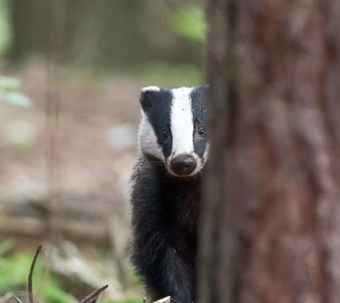 badger-aside-r1-9d5a44a5b188f3d0eb1f4e5dfb0cd087