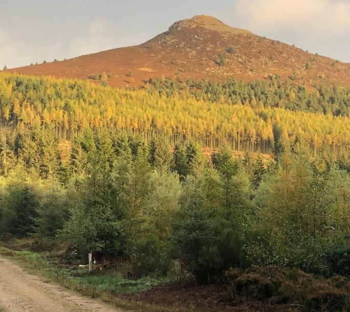 bennachie-berries-r1-a1d60206076f25b72952b2363bd48030