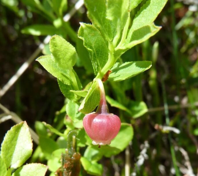 blaeberry-r1