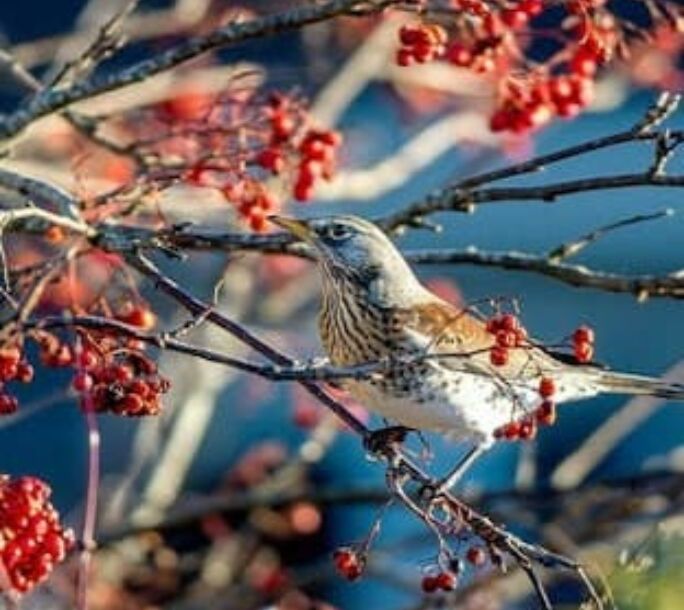 fieldfare-r2-afaadc87437e617a39eb9585e84d6a0c