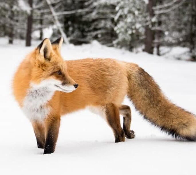 fox-aside-r1-4fd47899817920c26a0afc791a139846
