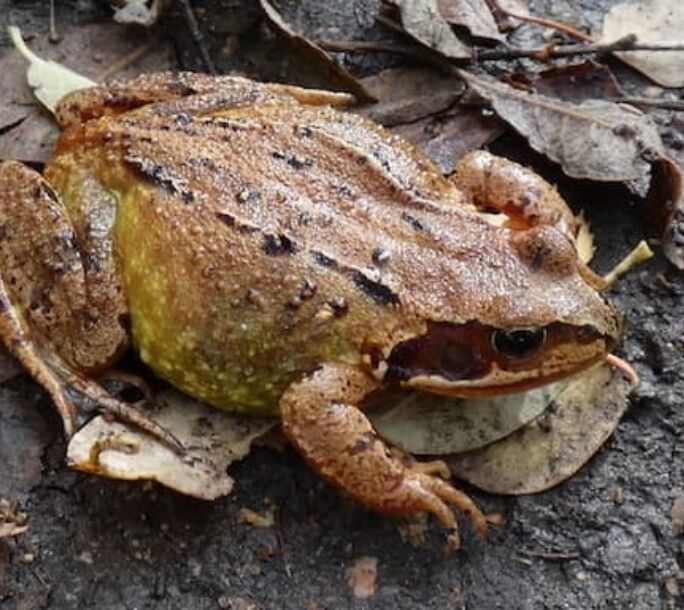 frog-1-aside-r1-e5452618adfa42887829d6cbdb0e3b65