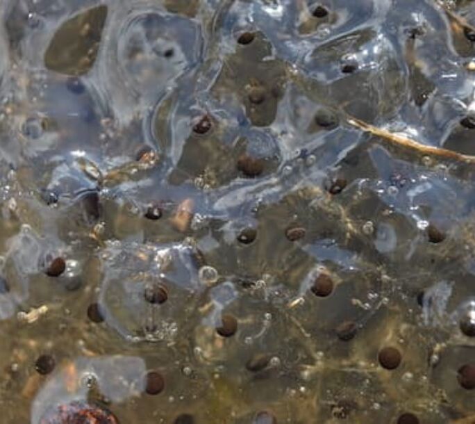 frogspawn-aside-r1-f8374a1714b6ab89eed93482cac62eae