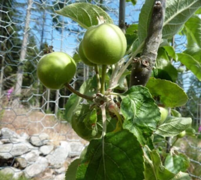 fruits-1-r2-f4bba3bc9f0f4c91da83c3393d6fae6e