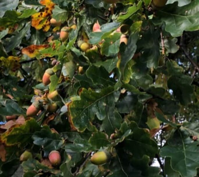 fruits-4-r1-cf319dc9fe43e370436015b1d8c9ab32