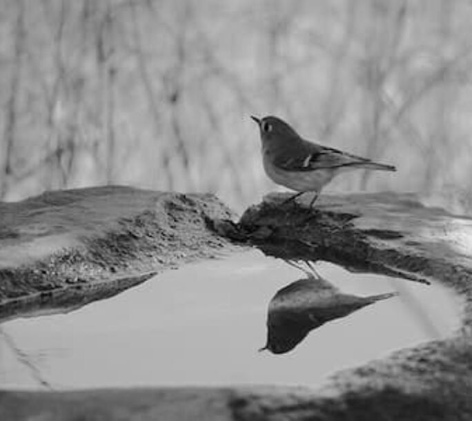 garden-bird-water-r1-d2f29ab3f1d53e82743b0ea6136176fc