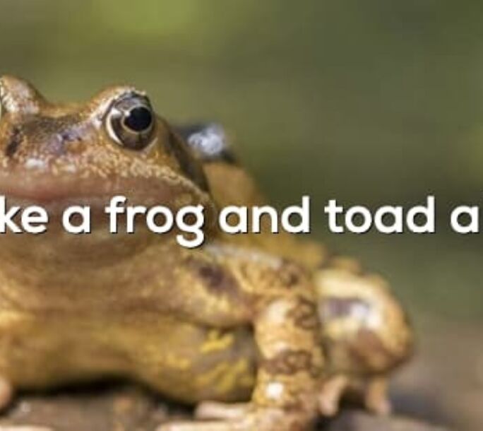 make-frog-house-r1-fdf4f0b7cba32e9675f8058954c9908a