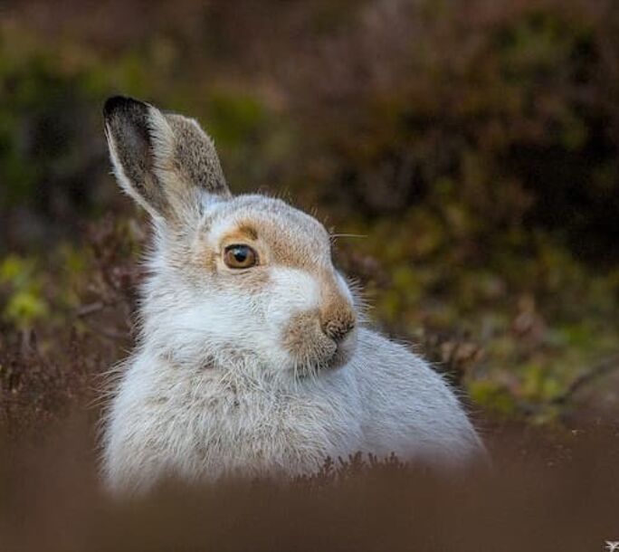 mountain-hare-aside-1-r1-ecde6deb7a6c7032de8a80057394a8f0