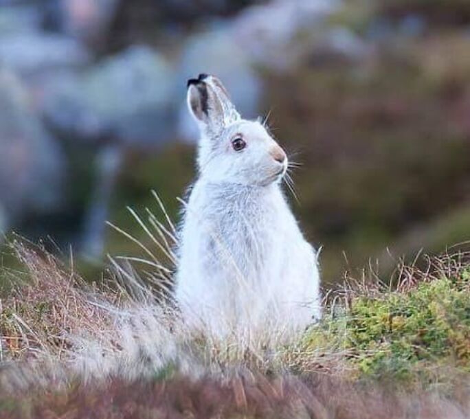 mountain-hare-aside-2-r1-64fc98c8b3e996c09bdcc52d82aba118