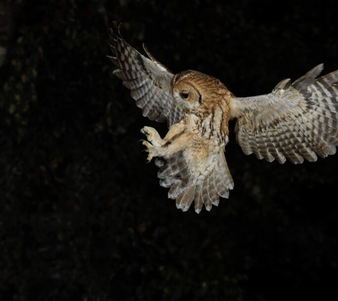 owl-extra-1-large-r1